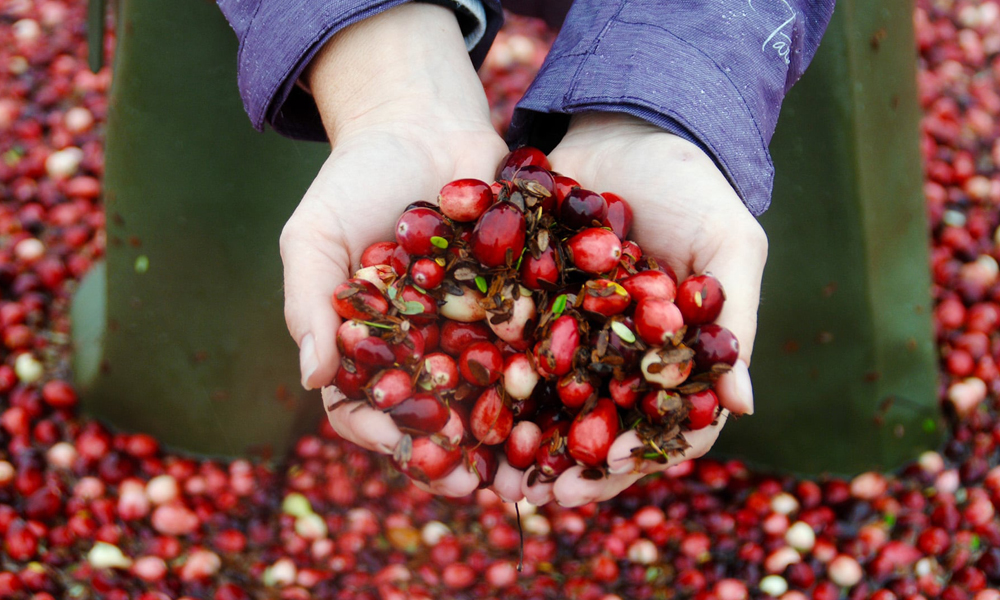 person holding cranberries