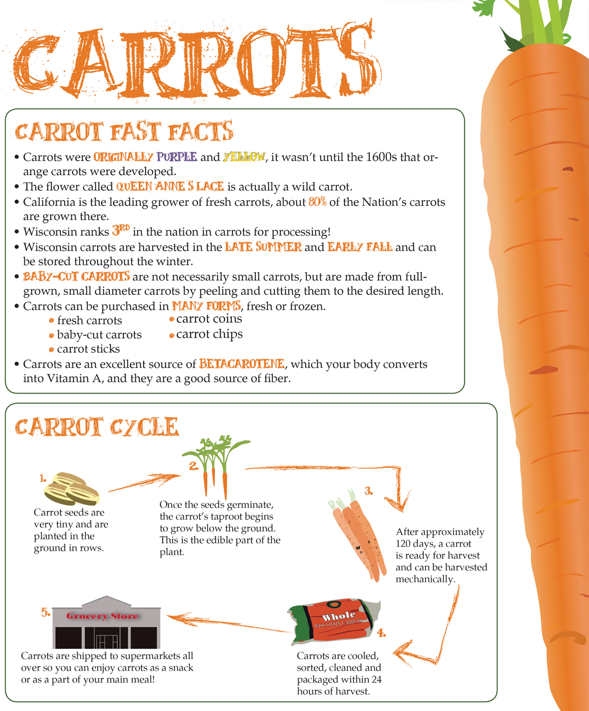 Carrots