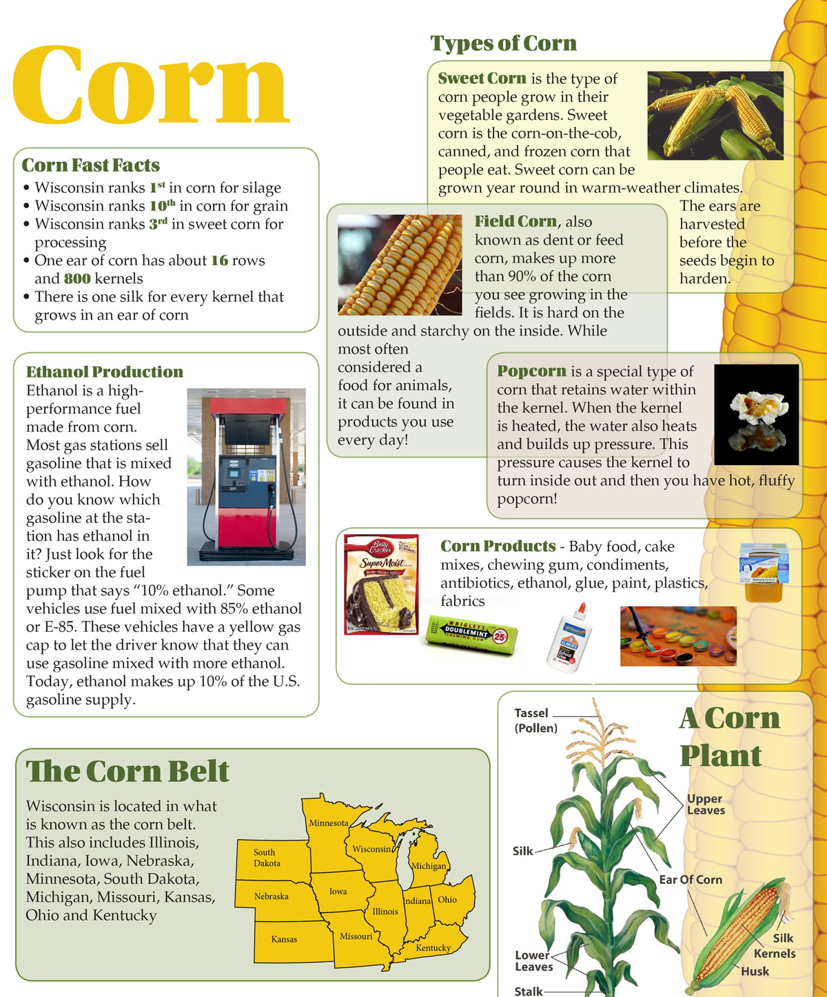 Corn